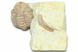 Enrolled Kainops Trilobite - Black Cat Mountain, Oklahoma #362989-1